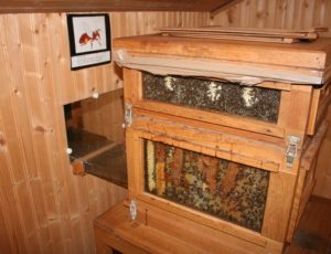 Musee_apiculture_03